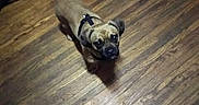 Raider is registered to the contest to win money with this photo: carnivoran, dog, dog_breed, dog_breed_group, dog_like_mammal, fawn, floor, flooring, pug, puppy, snout, tail