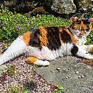 Graffiti a rejoint le concours — aidez-le/la à gagner de superbes lots ! cat, calico, flower, garden, sunlight, outdoor, stone_path, purple_flower, white_flower, relaxing, pet, nature, greenery, summer, animal, fur, leisure, wildflower, daytime, leaf