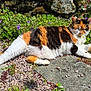 cat, calico, flower, garden, sunlight, outdoor, stone_path, purple_flower, white_flower, relaxing, pet, nature, greenery, summer, animal, fur, leisure, wildflower, daytime, leaf
