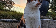Graffiti participe au concours pour gagner de l'argent avec cette photo : cat, calico, outdoor, sunset, sky, clouds, stone_patio, grass, plant_pot, garden, pet, animal, fur, whiskers, ears, sitting, nature, peaceful, daylight, closeup