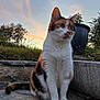 cat, calico, outdoor, sunset, sky, clouds, stone_patio, grass, plant_pot, garden, pet, animal, fur, whiskers, ears, sitting, nature, peaceful, daylight, closeup