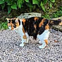 cat, calico, outdoor, garden, gravel, rocks, greenery, plants, lantern, moss, pet, animal, feline, walking, nature, daylight, fur, tail, whiskers, curious