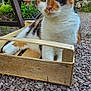 cat, calico, wooden_crate, gravel, outdoor, stone_building, plants, greenery, bench, flower_pot, pet, animal, feline, resting, nature, daylight, eyes, ears, fur, ground