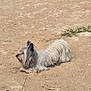 Haribo a rejoint le concours — aidez-le/la à gagner de superbes lots ! dog, beach, sand, leash, outdoor, pet, animal, lying_down, scruffy, gray, white, fur, relaxed, nature, sunlight, quiet, calm, walking, summer, daytime