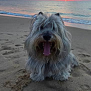 Haribo participe au concours pour gagner de l'argent avec cette photo : dog, beach, sand, sunset, ocean, water, sky, clouds, sun, animal, pet, fur, outdoor, nature, coast, shore, relaxing, happy, canine, scenic