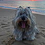 dog, beach, sand, sunset, ocean, water, sky, clouds, sun, animal, pet, fur, outdoor, nature, coast, shore, relaxing, happy, canine, scenic