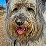 dog, beach, sand, tongue, fluffy, fur, outdoor, sky, clouds, leash, animal, pet, canine, closeup, happy, nature, daytime, portrait, smiling, ears