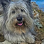 Haribo participe au concours pour gagner de l'argent avec cette photo : dog, shaggy_dog, outdoor, coast, rock, grass, sea, sky, cloud, happy, tongue, fur, nature, landscape, animal, pet, muzzle, ear, smile, daytime