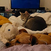 Fainek a rejoint le concours — aidez-le/la à gagner de superbes lots ! dog, cat, stuffed_animal, bed, blanket, sleeping, cozy, indoor, pet, fur, resting, soft, animal, comfort, relaxation, furniture, room, cushion, home, nap