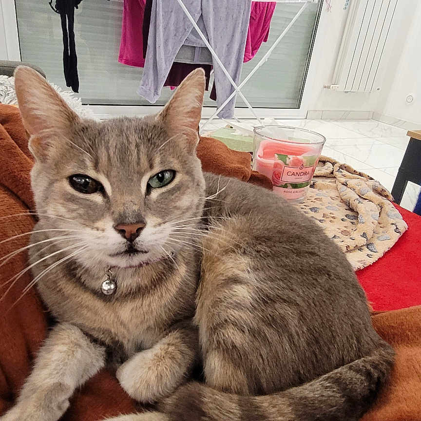 Fainek a rejoint le concours — aidez-le/la à gagner de superbes lots ! animal, black_cat, blanket, candle, cat, comfort, cozy, curious, domestic, feline, fur, heterochromia, home, indoor, pet, relaxing, remote_control, resting, tabby_cat, towel