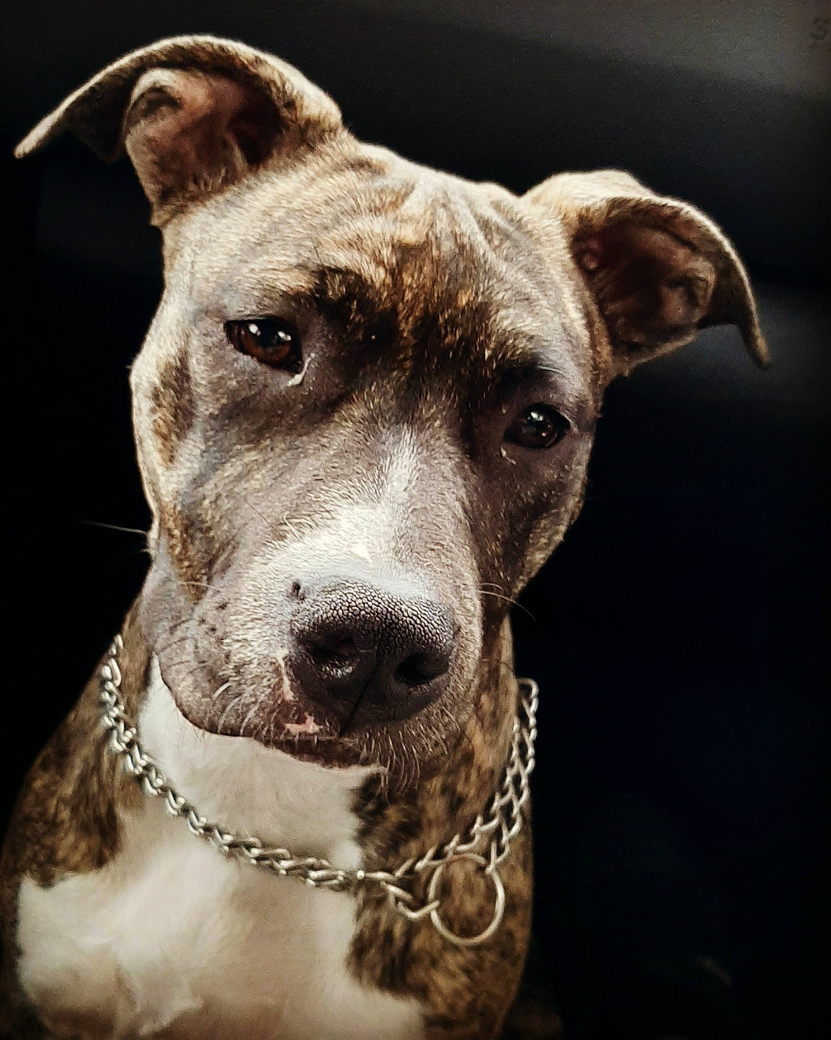 No Made a rejoint le concours — aidez-le/la à gagner de superbes lots ! alaunt, american_pit_bull_terrier, american_staffordshire_terrier, canidae, carnivore, catahoula_bulldog, dog, dog_breed, dog_collar, ear, fawn, louisiana_catahoula_leopard_dog, mammal, non_sporting_group, nose, pit_bull, rare_breed_dog, snout, vertebrate, whiskers