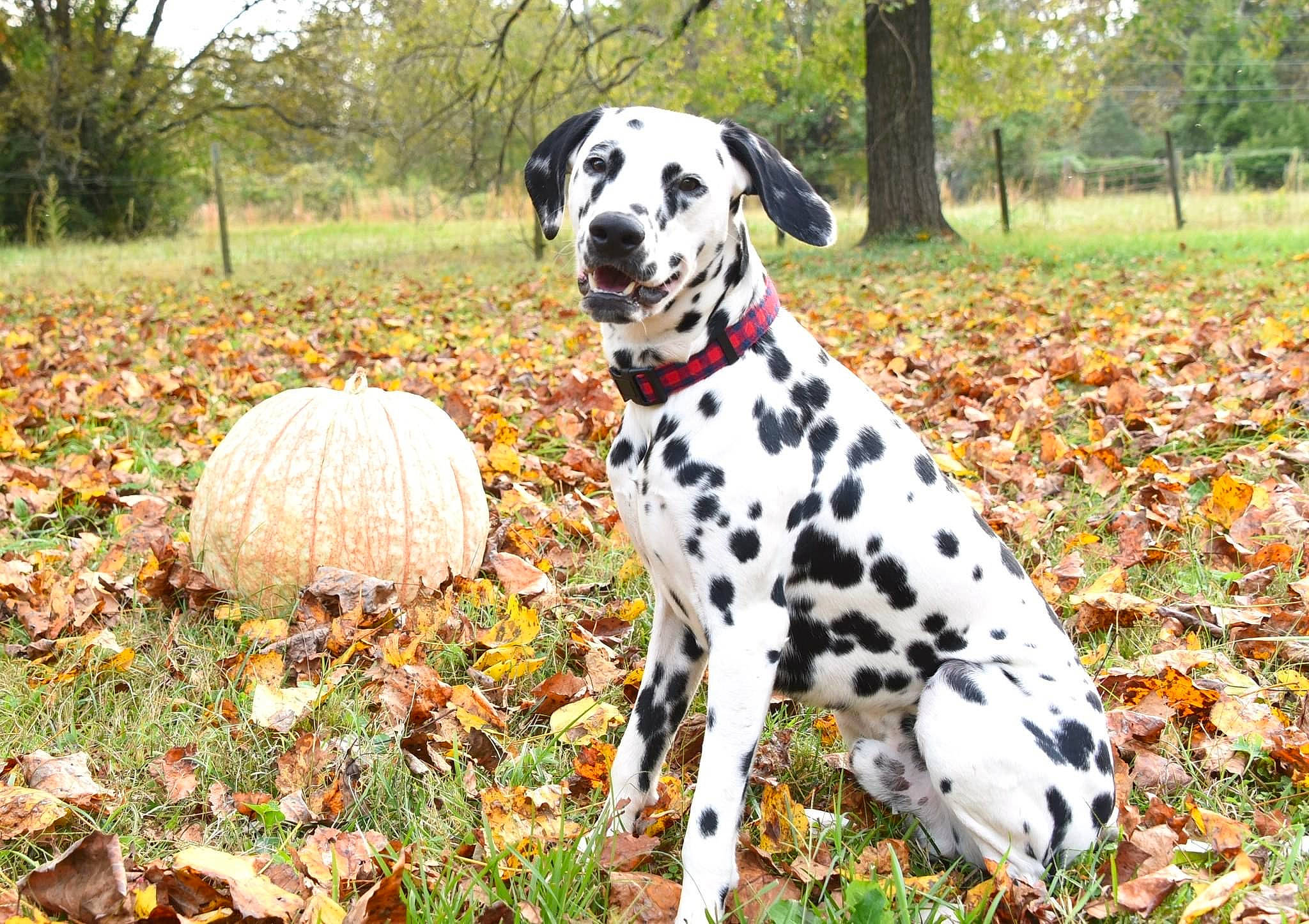 Jack is registered to the contest to win money with this photo: canidae, carnivore, collar, companion_dog, dalmatian, dog, dog_breed, dog_collar, dog_supply, fawn, grass, grassland, natural_landscape, plant, pumpkin, snout, sporting_group, tail, tree, working_animal