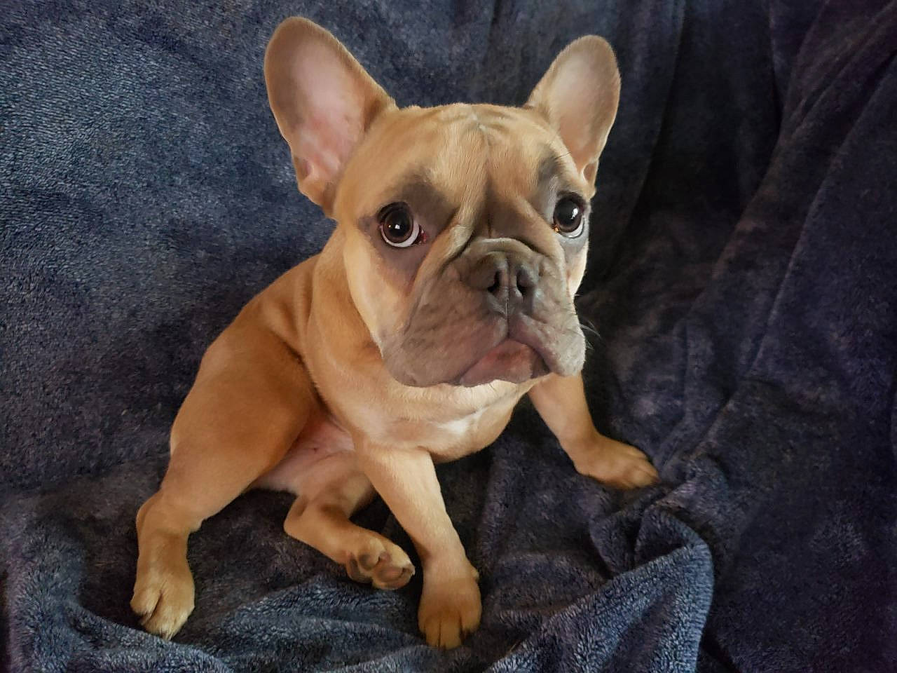 Coco Chanel joined the competition — help win amazing prizes! bulldog, canidae, carnivore, comfort, companion_dog, dog, dog_breed, fawn, french_bulldog, non_sporting_group, old_english_bulldog, puppy, snout, sporting_group, terrestrial_animal, toy_dog, whiskers, working_animal, wrinkle
