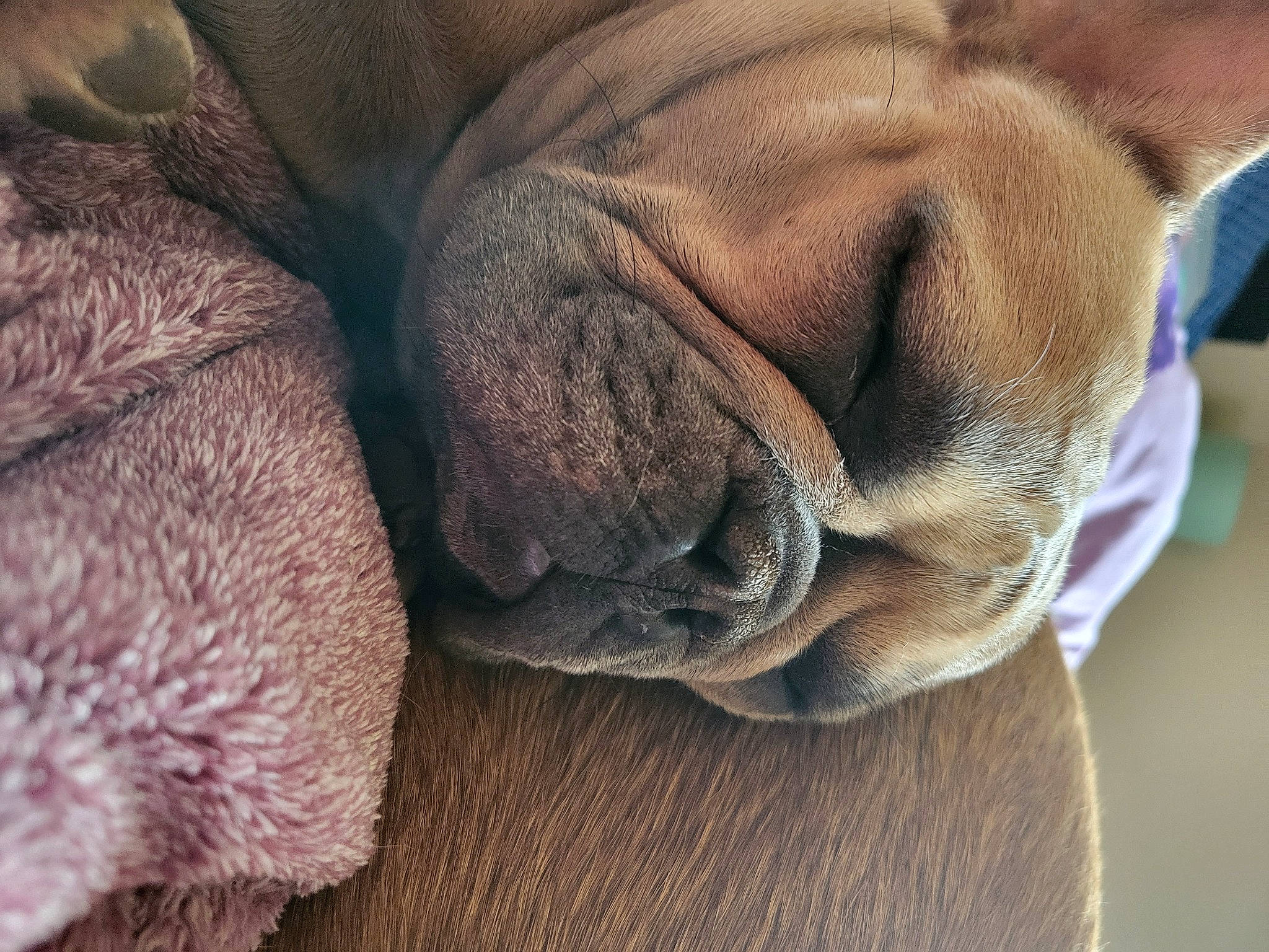 Coco Chanel is registered to the contest to win money with this photo: carnivore, close_up, comfort, companion_dog, dog, dog_breed, ear, fawn, fur, grey, liver, nap, natural_material, snout, sporting_group, terrestrial_animal, whiskers, wool, working_animal, wrinkle