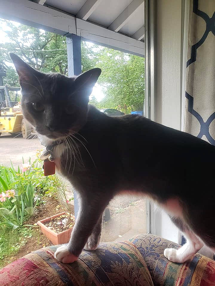 Oscar joined the competition — help win amazing prizes! black_cat, carnivore, cat, domestic_short_haired_cat, fawn, felidae, fur, grass, grey, light, plant, shade, small_to_medium_sized_cats, snout, tail, terrestrial_animal, tints_and_shades, tree, whiskers, window