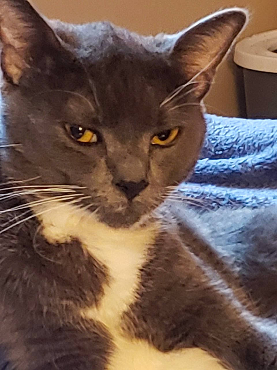 Oscar is registered to the contest to win money with this photo: carnivore, cat, domestic_short_haired_cat, felidae, fur, small_to_medium_sized_cats, snout, tail, terrestrial_animal, whiskers, window