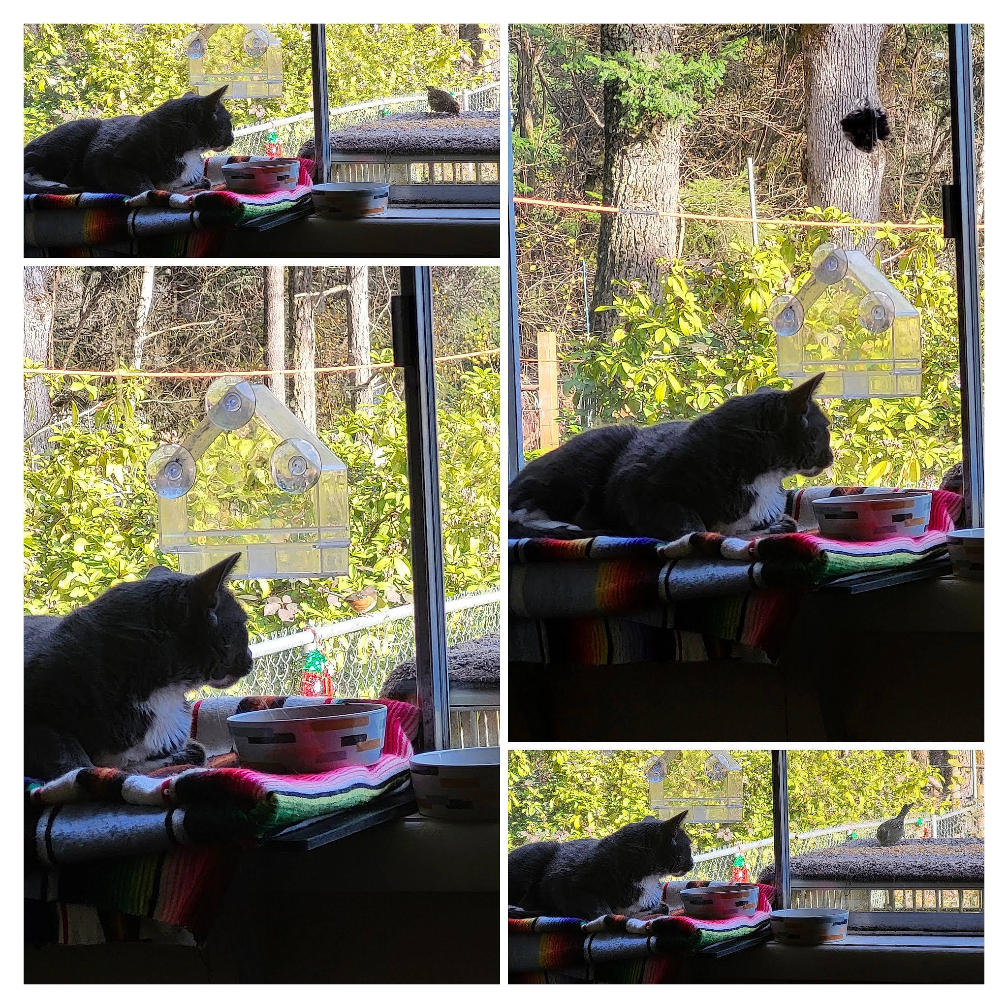 Oscar is registered to the contest to win money with this photo: adaptation, art, black, carnivore, cat, felidae, grass, green, light, organism, plant, rectangle, small_to_medium_sized_cats, snapshot, tail, terrestrial_plant, tints_and_shades, tree, vertebrate, yellow