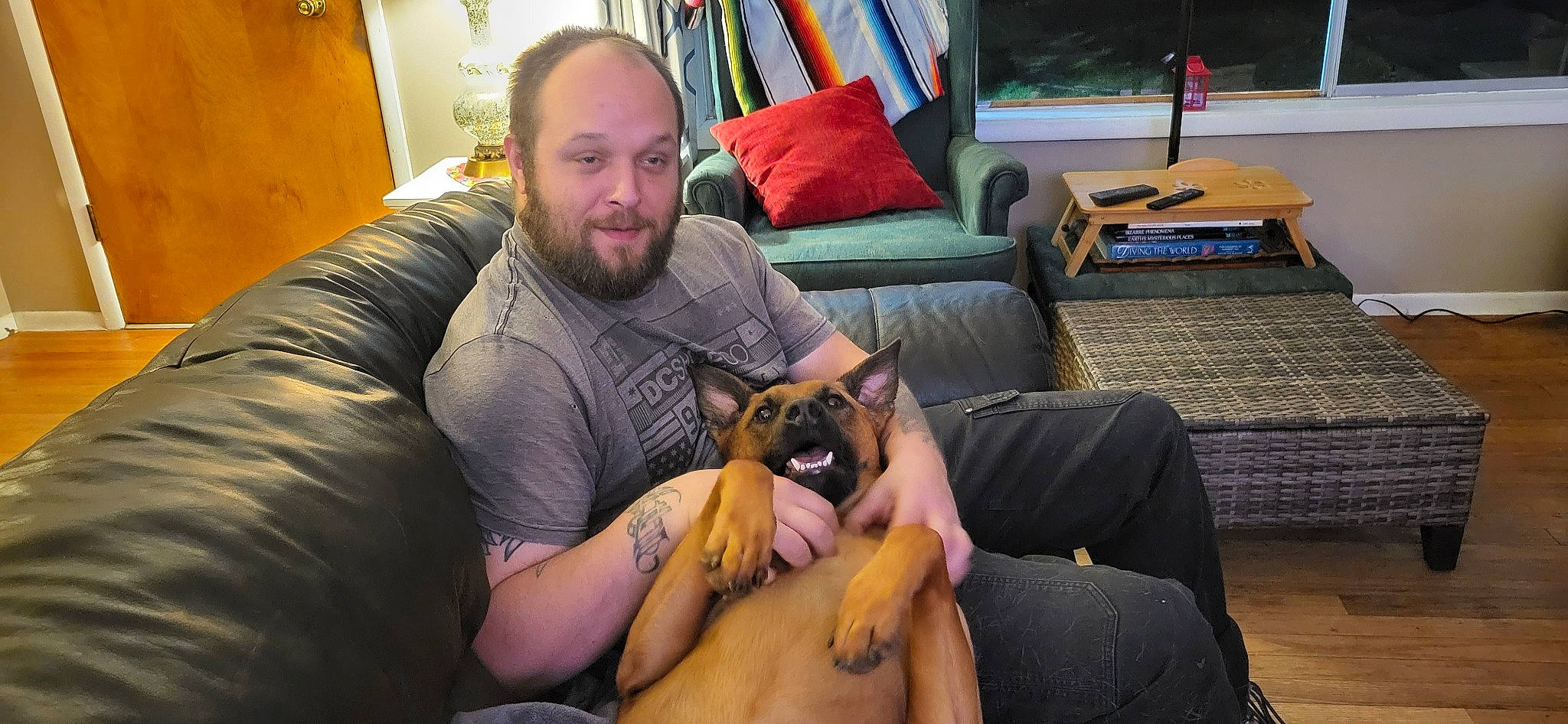 Bodie joined the competition — help win amazing prizes! abdomen, beard, carnivore, comfort, companion_dog, couch, dog, dog_breed, ear, eyewear, fawn, hand, houseplant, lamp, lap, picture_frame, room, sitting, sporting_group, toy_dog