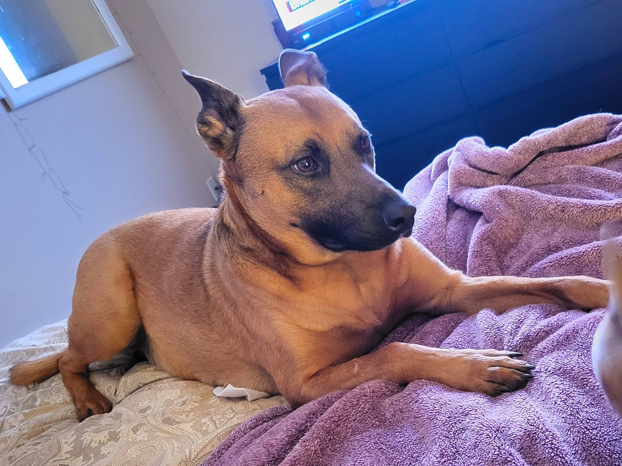 Bodie is registered to the contest to win money with this photo: canidae, carnivore, collar, comfort, companion_dog, dog, dog_breed, dog_collar, dog_supply, ear, fawn, fur, paw, pet_supply, snout, sporting_group, toy_dog, whiskers, window, working_animal