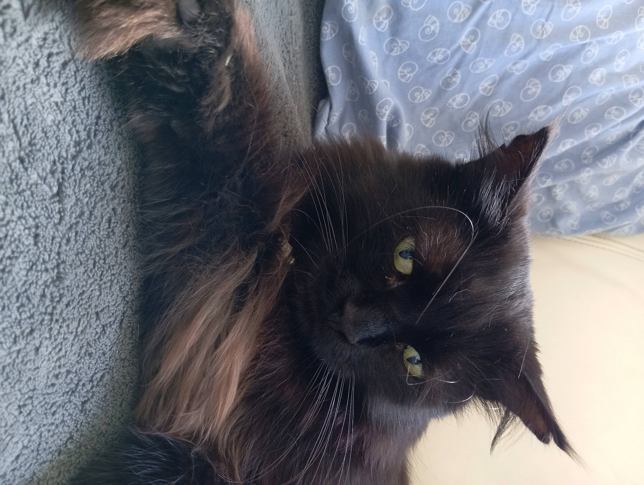 Urkan participe au concours pour gagner de l'argent avec cette photo : black_cat, carnivore, cat, claw, comfort, domestic_short_haired_cat, felidae, fur, grey, small_to_medium_sized_cats, snout, tail, terrestrial_animal, whiskers, window