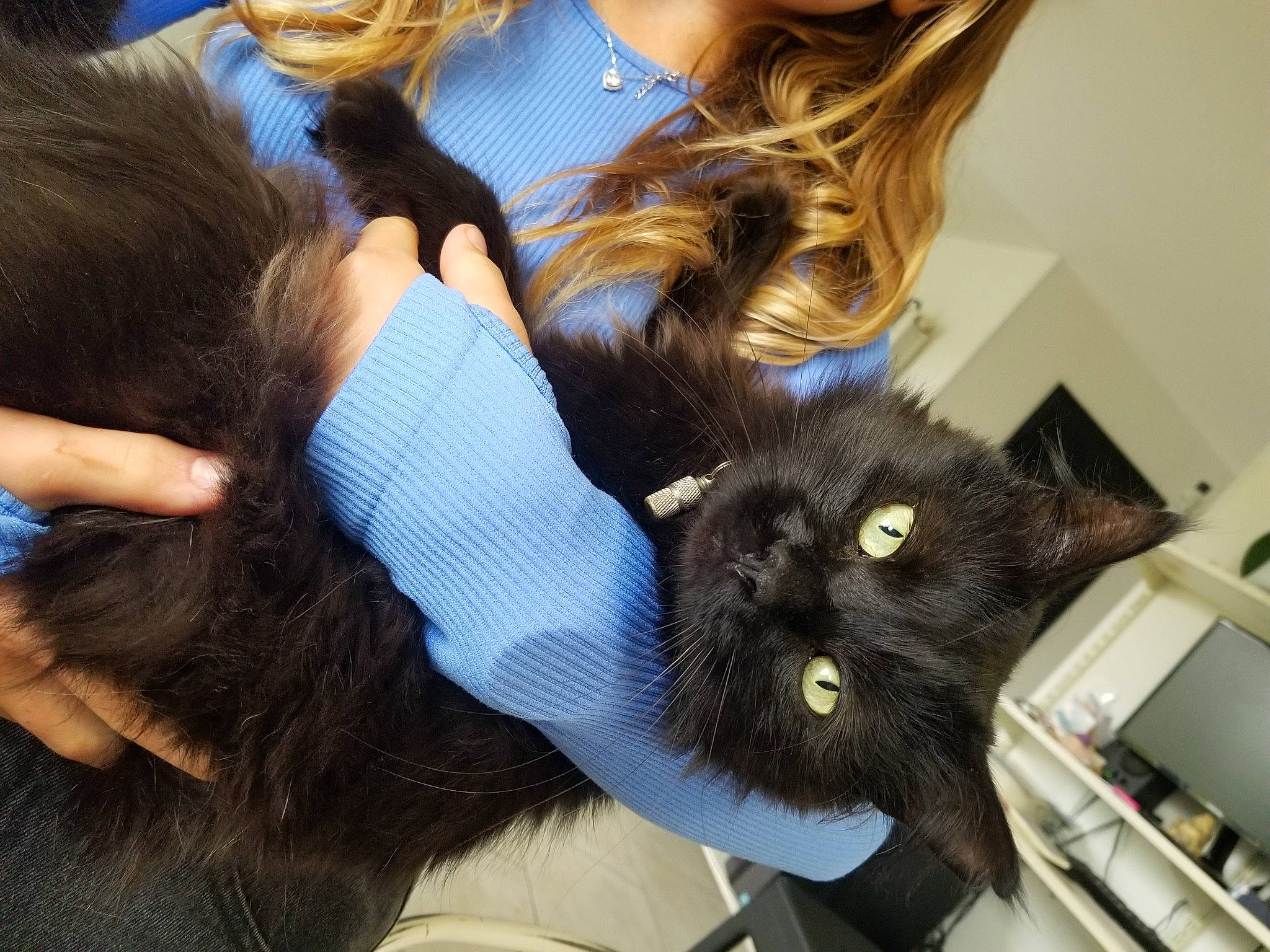 Urkan a rejoint le concours — aidez-le/la à gagner de superbes lots ! bangs, black_cat, black_hair, carnivore, cat, comfort, companion_dog, ear, eyelash, felidae, finger, gesture, hand, headgear, lap, long_hair, mammal, sunglasses, vertebrate, whiskers