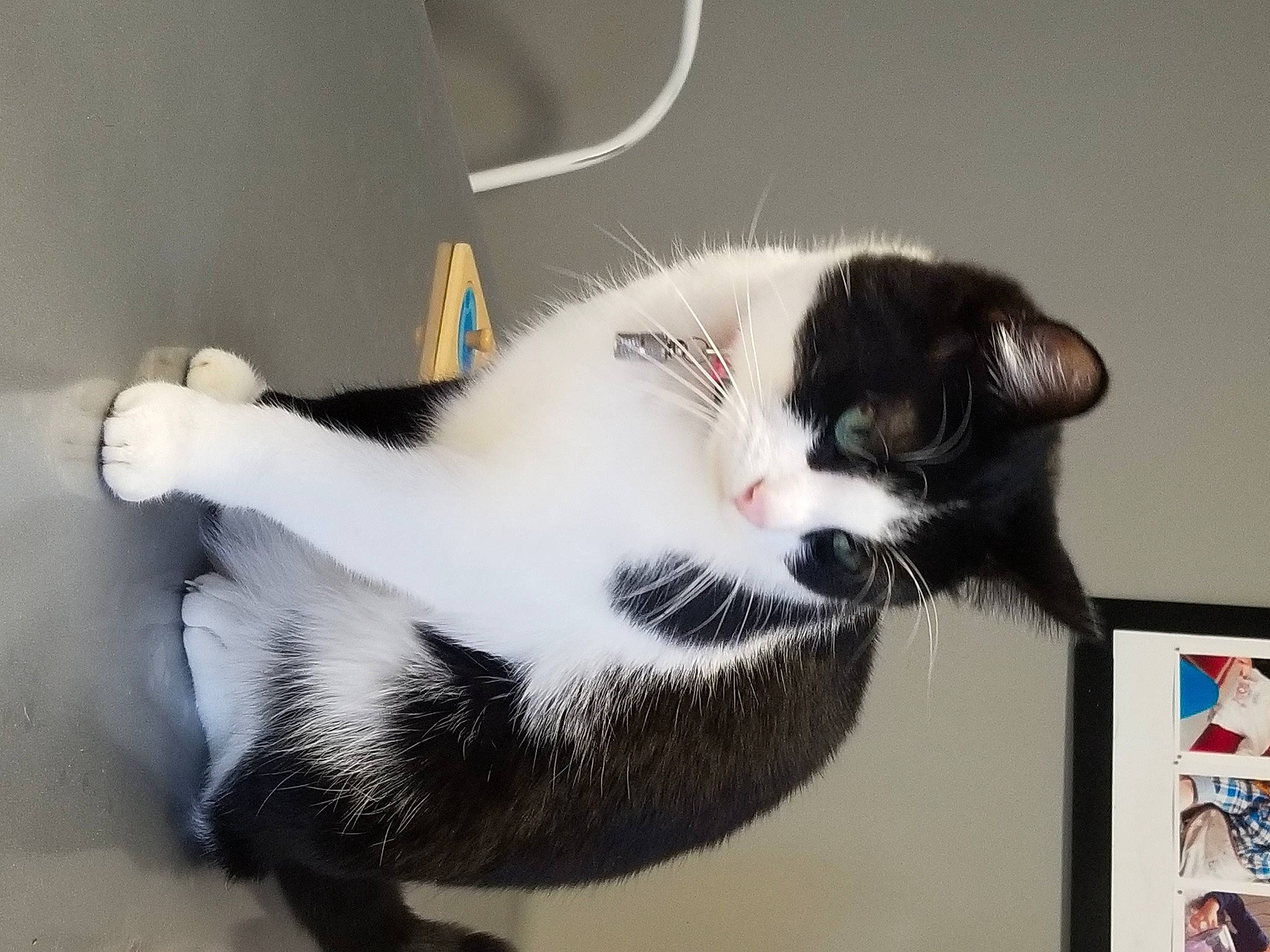 Ikenik a rejoint le concours — aidez-le/la à gagner de superbes lots ! cardboard, carnivore, cat, comfort, domestic_short_haired_cat, felidae, fur, paw, room, small_to_medium_sized_cats, snout, tail, whiskers