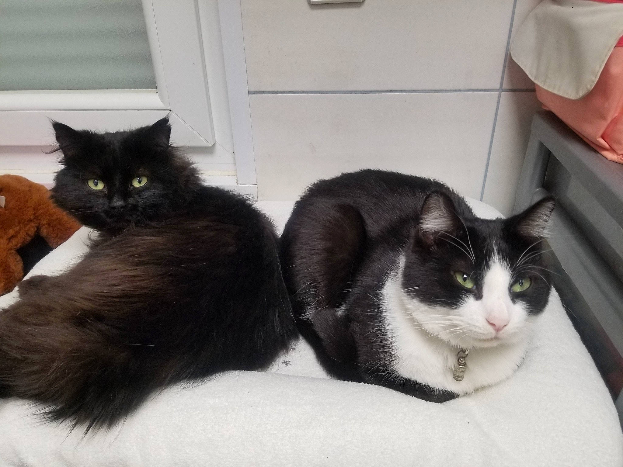 Ikenik participe au concours pour gagner de l'argent avec cette photo : black_cat, box, carnivore, cat, cat_supply, comfort, domestic_short_haired_cat, felidae, fur, grey, monochrome_photography, paw, pet_supply, sitting, small_to_medium_sized_cats, snout, tail, whiskers, window