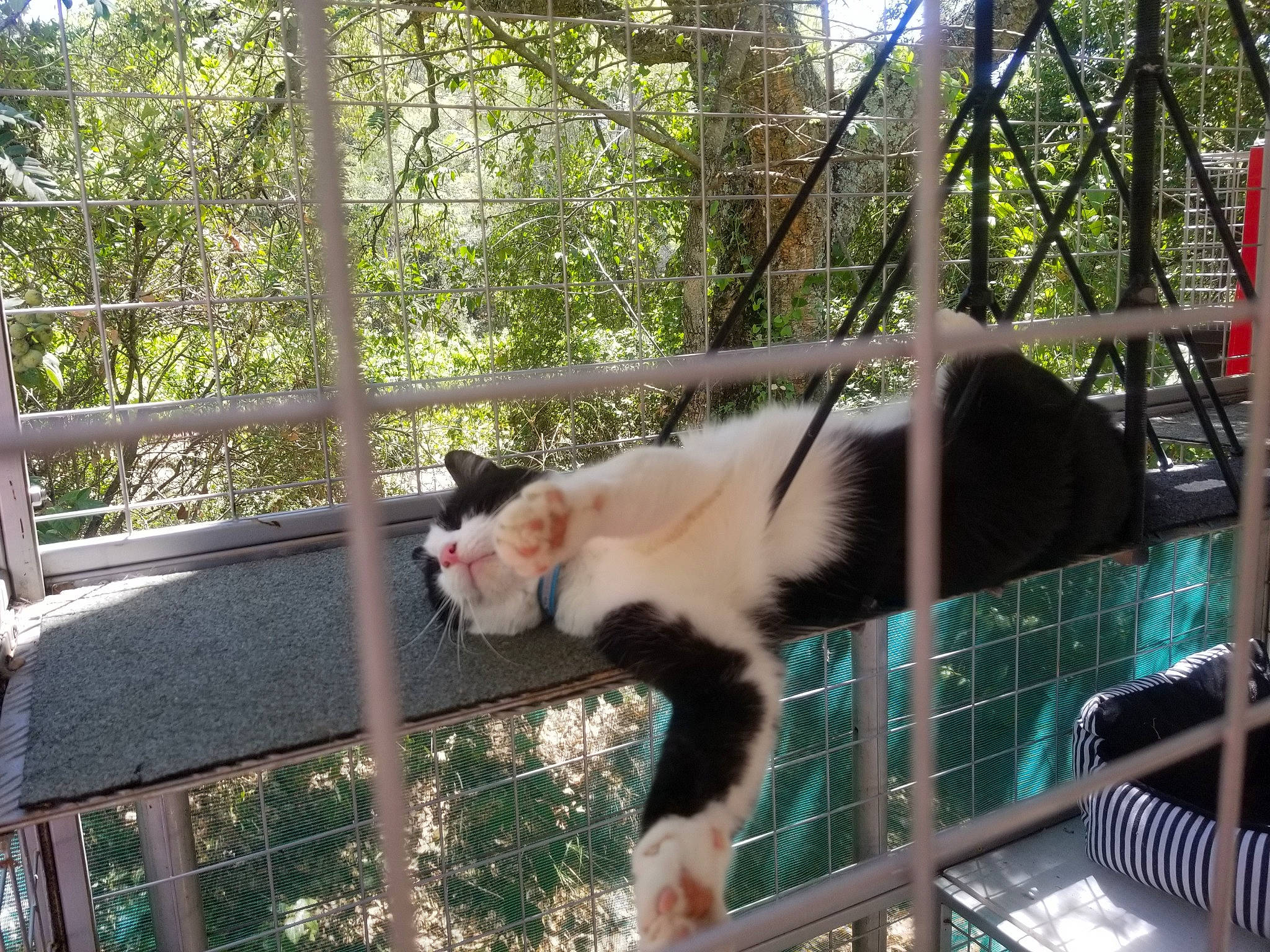 Ikenik participe au concours pour gagner de l'argent avec cette photo : animal_shelter, cage, canidae, carnivore, cat, domestic_short_haired_cat, felidae, fur, pet_supply, plant, service, small_to_medium_sized_cats, snout, sporting_group, tail, terrestrial_animal, tree, whiskers, white_headed_capuchin, wildlife