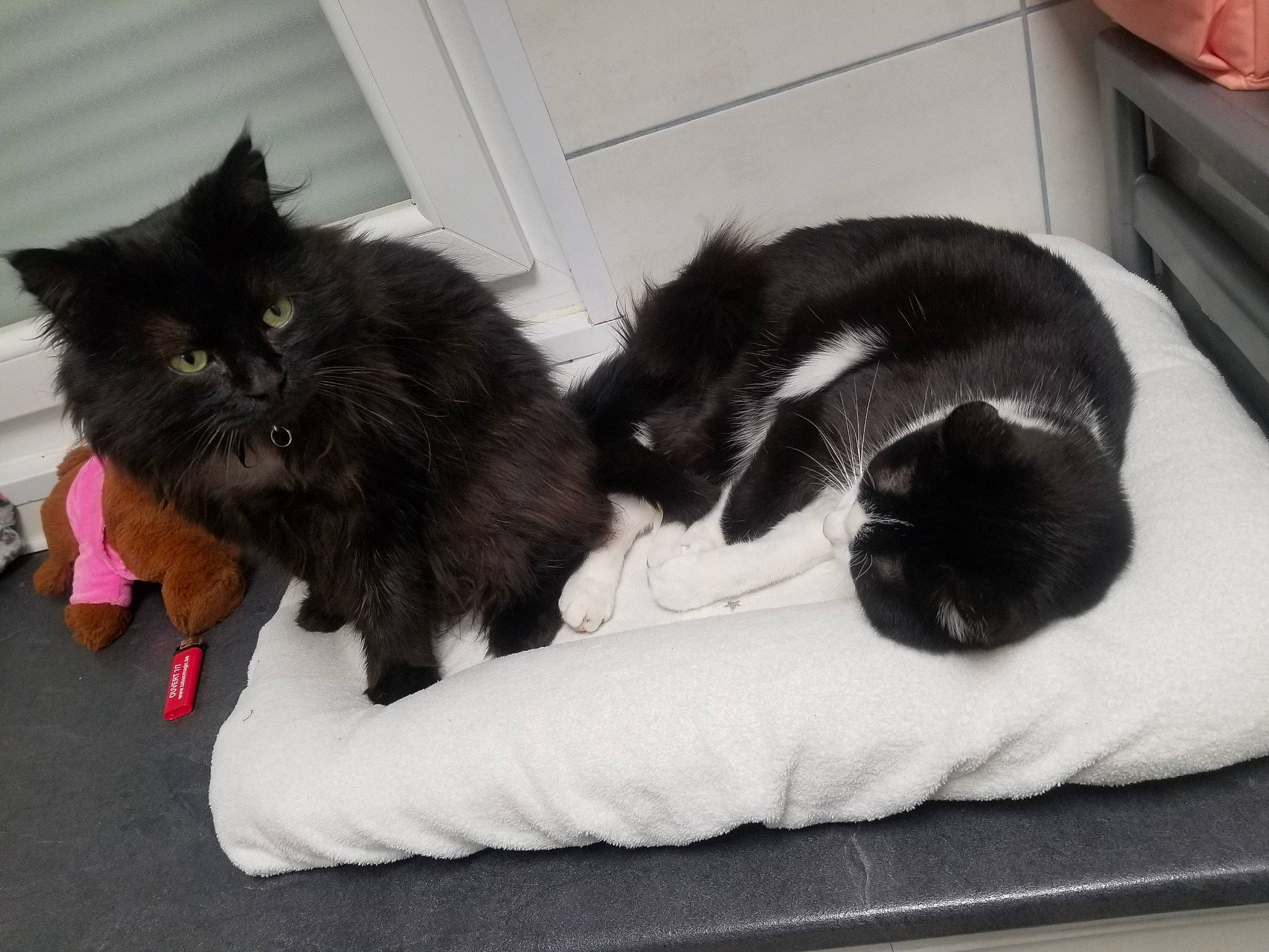 Ikenik a rejoint le concours — aidez-le/la à gagner de superbes lots ! black_cat, bombay, canidae, carnivore, cat, cat_bed, claw, comfort, dog_breed, domestic_short_haired_cat, felidae, fur, grey, nap, paw, small_to_medium_sized_cats, snout, tail, vertebrate, whiskers