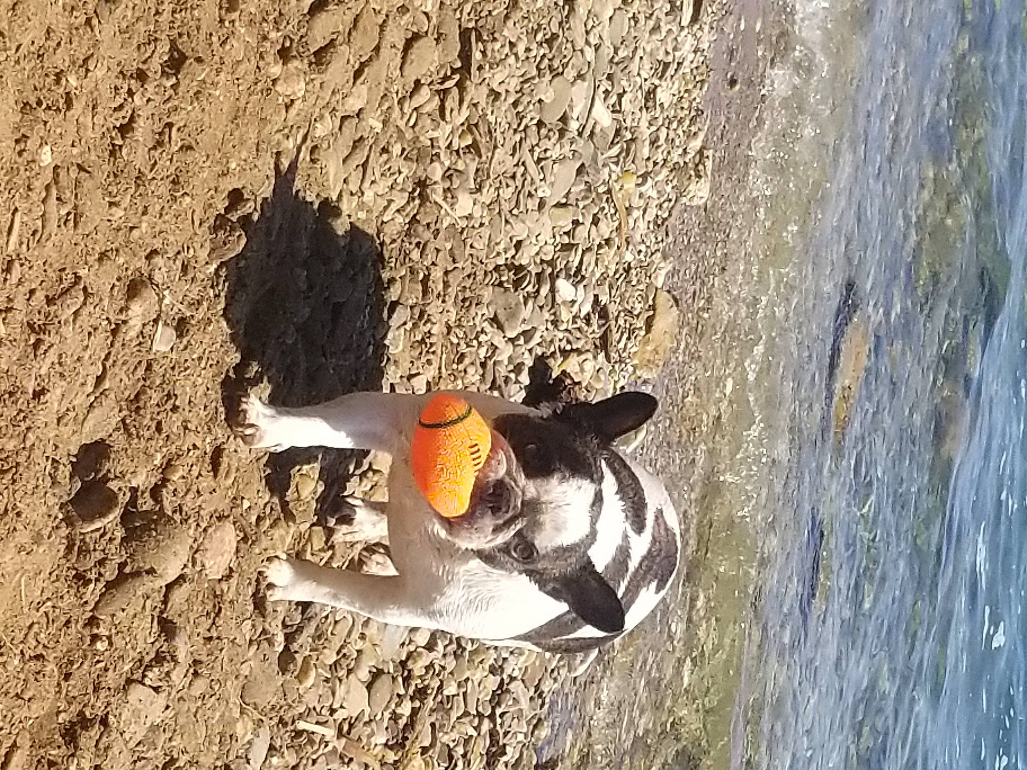 Calie participe au concours pour gagner de l'argent avec cette photo : _geese_and_swans, adventure, asphalt, beach, beak, carmine, duck, ducks, extreme_sport, landscape, recreation, rock, sand, seabird, shadow, soil, toy, water, water_bird, waterfowl
