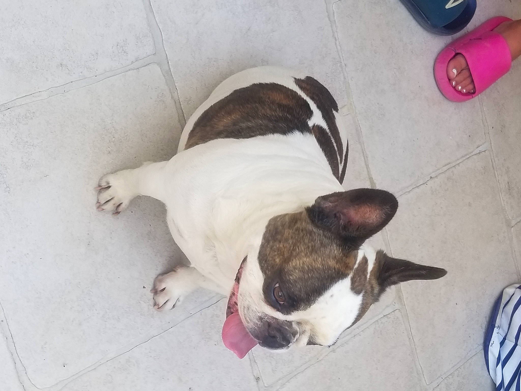 Calie a rejoint le concours — aidez-le/la à gagner de superbes lots ! boston_terrier, canidae, carnivore, collar, comfort, companion_dog, dog, dog_breed, dog_collar, fawn, floor, flooring, hardwood, paw, pet_supply, snout, sporting_group, tail, toy_dog, working_animal