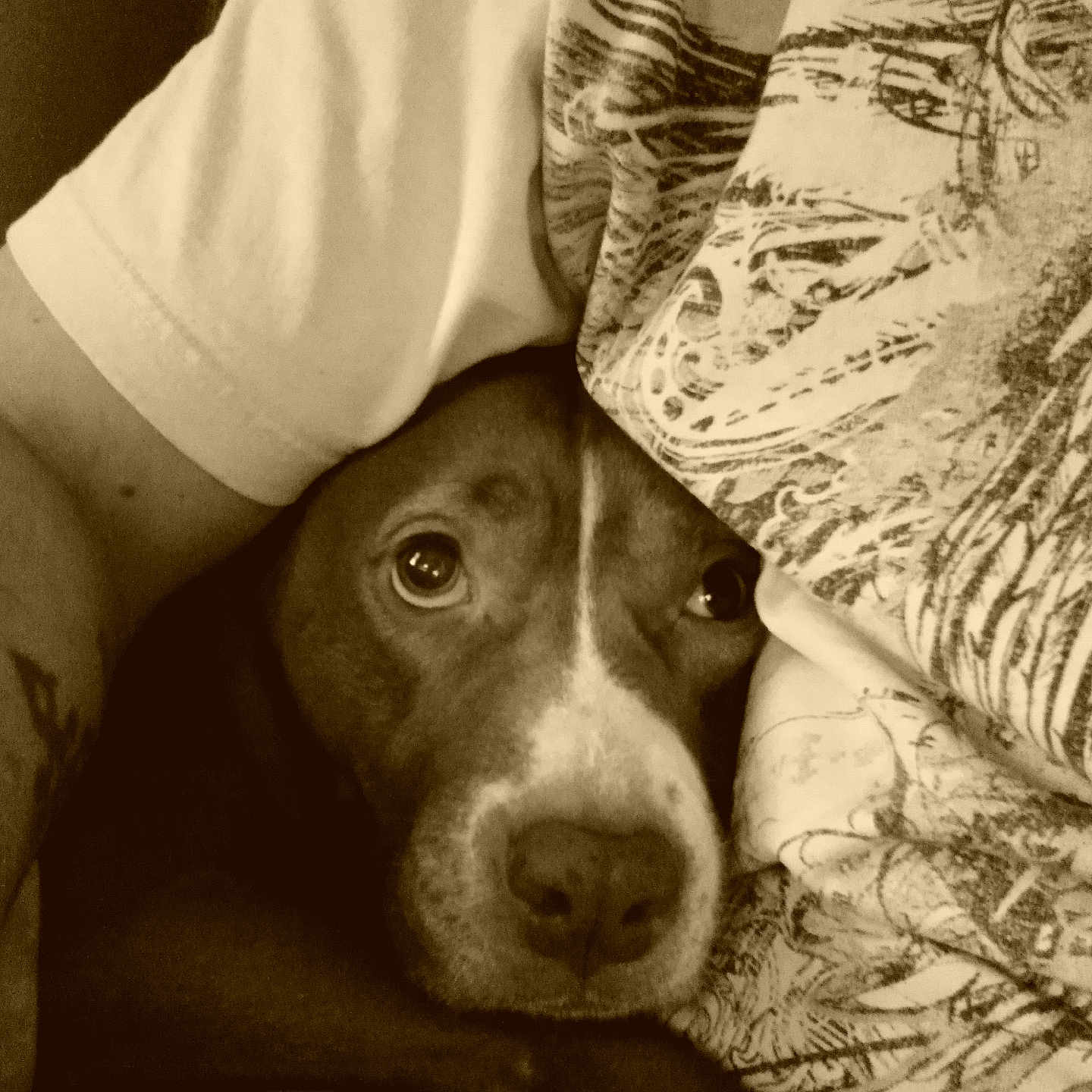 Cupcake is registered to the contest to win money with this photo: animal, baby, beagle, blanket, bulldog, canine, chair, couch, cushion, dog, furniture, homedecor, hound, husky, linen, person, pet, pitbull, pointer, puppy