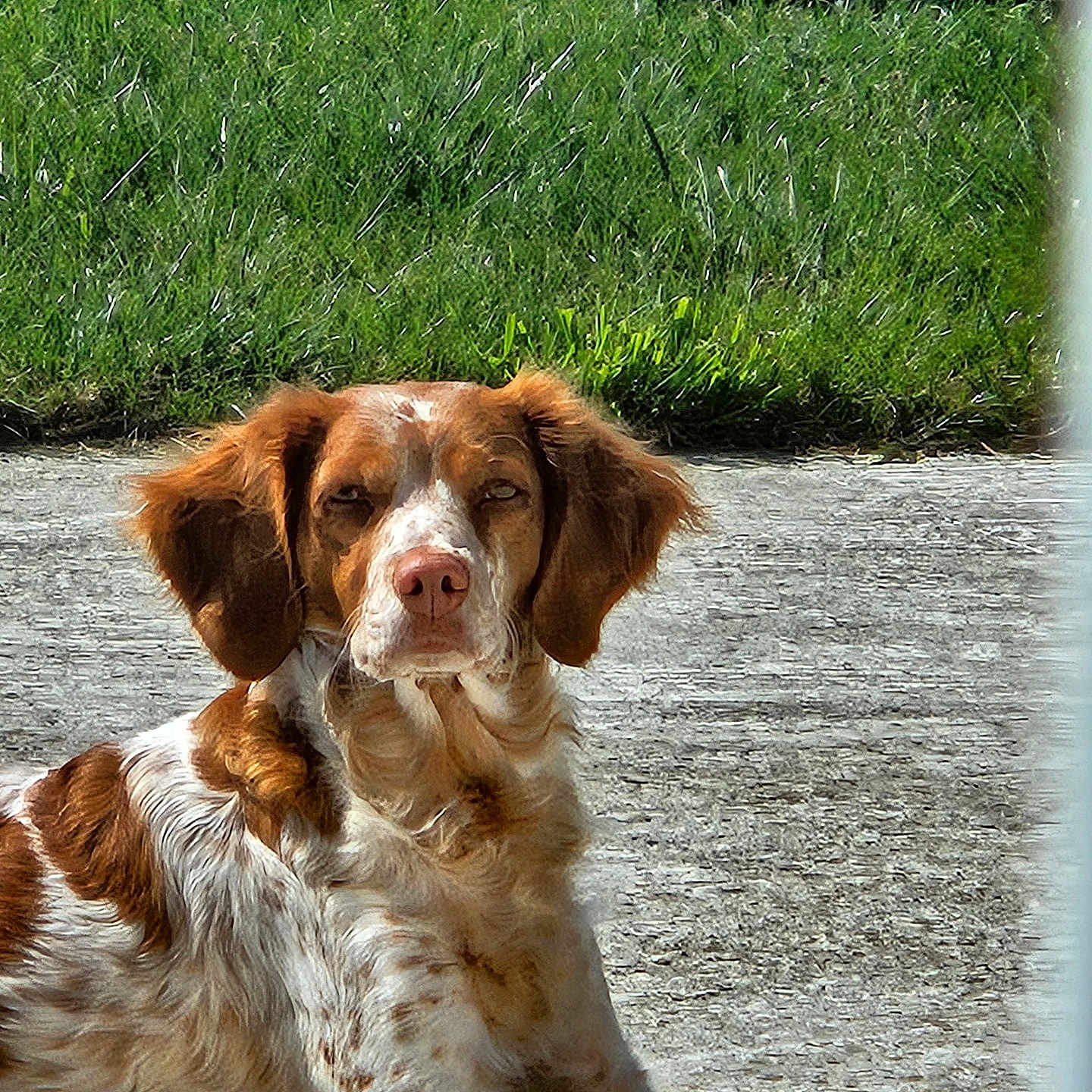 Raven a rejoint le concours — aidez-le/la à gagner de superbes lots ! animal, background, brown_and_white, canine, concrete, daylight, dog, ears, expression, fence, fur, grass, laying_down, nature, outdoor, pet, portrait, quiet, relaxed, sunlight
