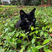 Set joined the competition — help win amazing prizes! black_cat, cat, greenery, leaves, outdoor, nature, animal, feline, eyes, stealth, curious, garden, plants, wildlife, closeup, mammal, pets, forest, daylight, flora