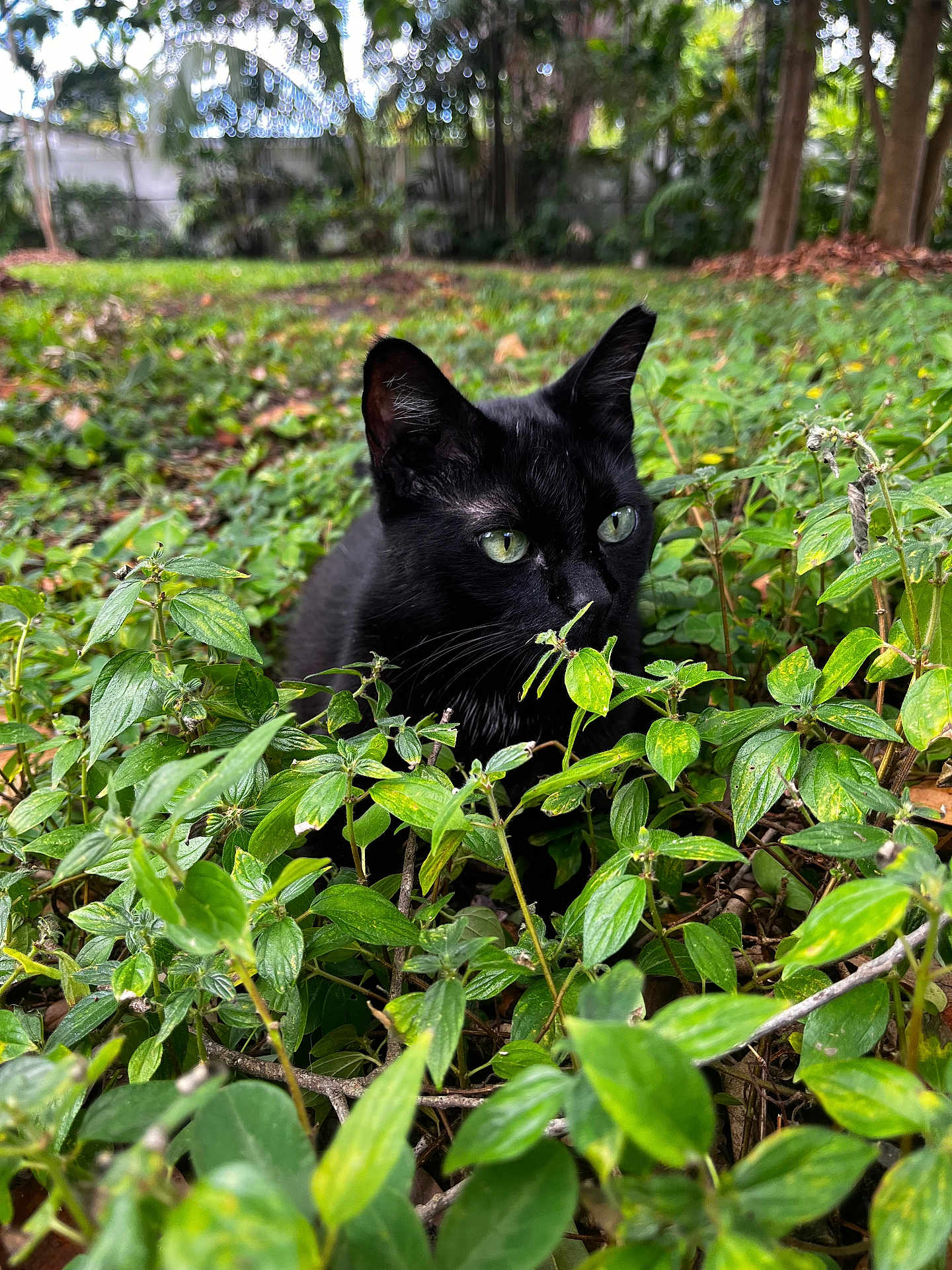 Set joined the competition — help win amazing prizes! black_cat, cat, greenery, leaves, outdoor, nature, animal, feline, eyes, stealth, curious, garden, plants, wildlife, closeup, mammal, pets, forest, daylight, flora