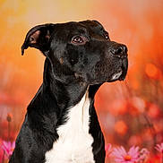 Garou a rejoint le concours — aidez-le/la à gagner de superbes lots ! dog, black_and_white, portrait, sitting, short_hair, floppy_ears, brown_eyes, white_chest, outdoor, garden, flowers, pink_flowers, orange_background, autumn, nature, pet, canine, closeup, studio_lighting, dramatic