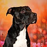 dog, black_and_white, portrait, sitting, short_hair, floppy_ears, brown_eyes, white_chest, outdoor, garden, flowers, pink_flowers, orange_background, autumn, nature, pet, canine, closeup, studio_lighting, dramatic