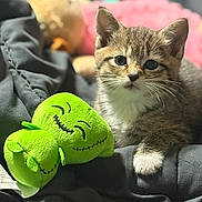 Nova joined the competition — help win amazing prizes! kitten, cat, plush_toy, green, blanket, soft, cute, pet, animal, feline, whiskers, paw, indoor, closeup, young, fur, small, resting, toy, cozy