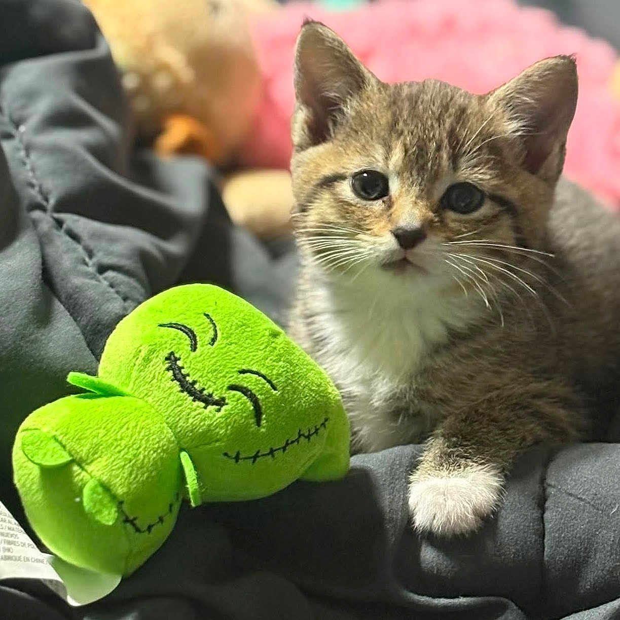 Nova joined the competition — help win amazing prizes! animal, blanket, cat, closeup, cozy, cute, feline, fur, green, indoor, kitten, paw, pet, plush_toy, resting, small, soft, toy, whiskers, young