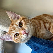 Brooklyn joined the competition — help win amazing prizes! cat, tabby, orange_cat, pet, whiskers, indoors, curious, feline, closeup, soft_texture, blue_perch, pink_nose, wide_eyes, animal, cute, domestic_cat, young_cat, resting, portrait, cozy
