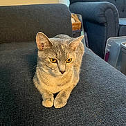 Luna is registered to the contest to win money with this photo: cat, gray_cat, yellow_eyes, indoor, couch, furniture, living_room, pet, animal, resting, cozy, domestic_cat, fur, whiskers, ears, paws, relaxed, home, window, soft_light