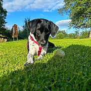 Umber a rejoint le concours — aidez-le/la à gagner de superbes lots ! animal, black_and_white, canine, clouds, daytime, dog, focused, grass, greenery, harness, nature, outdoor, park, pet, playful, resting, sky, sunlight, tennis_ball, tree