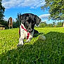 animal, black_and_white, canine, clouds, daytime, dog, focused, grass, greenery, harness, nature, outdoor, park, pet, playful, resting, sky, sunlight, tennis_ball, tree