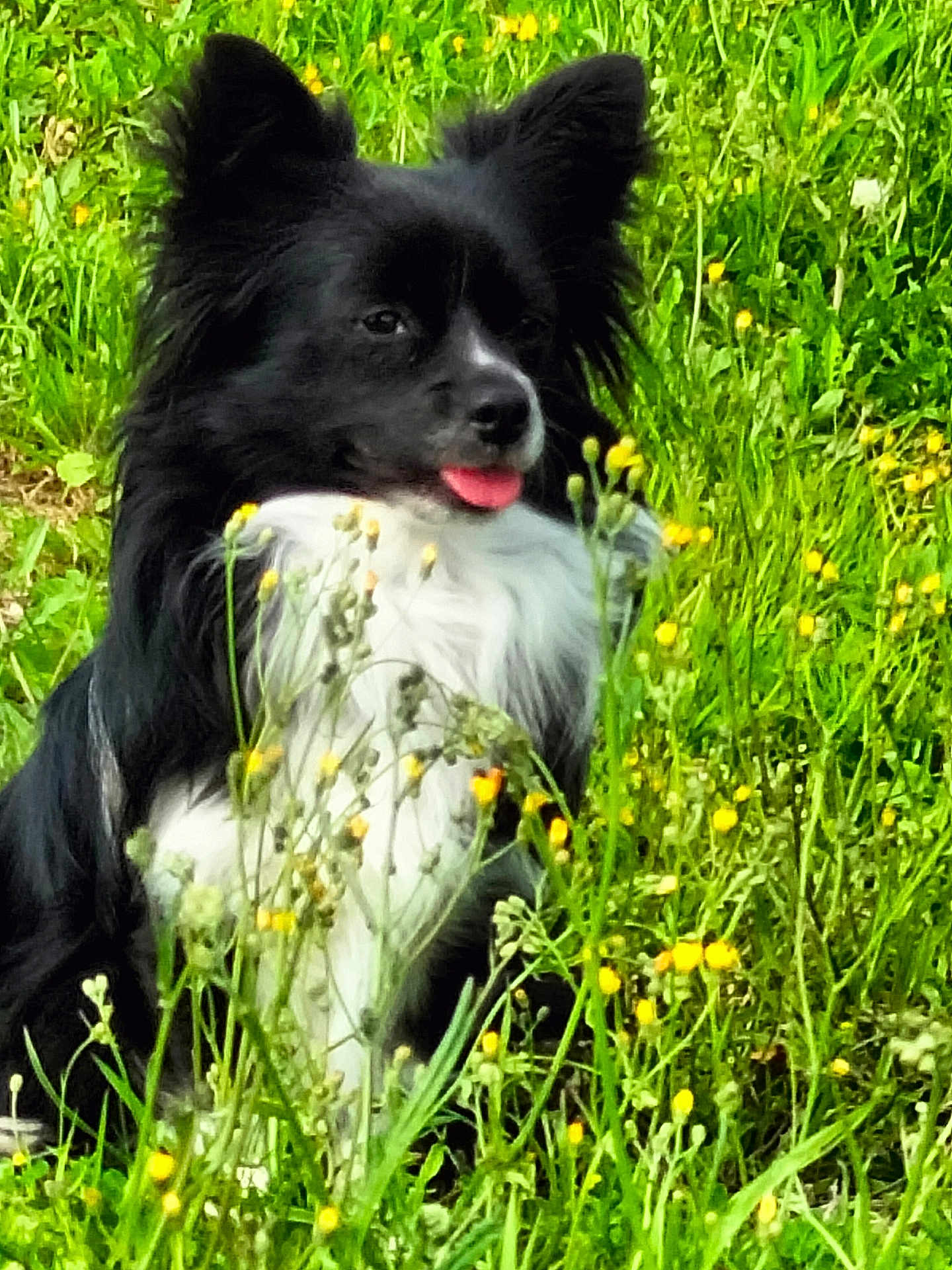 Toby participe au concours pour gagner de l'argent avec cette photo : animal, black_and_white, canine, cute, daylight, dog, flora, fur, grass, greenery, nature, outdoor, pet, playful, portrait, sitting, summer, tongue_out, wildflowers, yellow_flowers