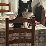 animal, background, black_and_white, blur, chair, cozy, curtains, decor, dog, domestic, furniture, home, household, indoor, pattern, pet, seated, table, tablecloth, wood