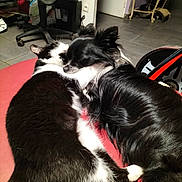 Toby participe au concours pour gagner de l'argent avec cette photo : animal, bicycle_wheel, black_and_white_cat, black_dog, cat, chair, companion, cozy, dog, floor_tiles, fur, home, indoor, office_chair, pet, relaxation, resting, sleeping, snuggling, table