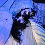 Toby participe au concours pour gagner de l'argent avec cette photo : animal, bed, black_and_white, blanket, comfort, cozy, cute, dog, domestic_animal, fur, indoor, long_hair, lying_down, nightlight, pet, pillow, relaxing, resting, sleeping, soft