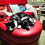 Toby participe au concours pour gagner de l'argent avec cette photo : animal, black_and_white, blanket, cat, companion, couch, cozy, cushions, dog, domestic, furniture, home, indoor, living_room, ottoman, pet, red_leather, relaxing, snuggling, soft_lighting