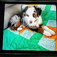 Velcro is registered to the contest to win money with this photo: puppy, dog, pet, blanket, quilt, paw, nose, blue_eyes, fur, tricolor, couch, indoor, bedding, fabric, portrait, tablet, screen, black_border, cute, resting