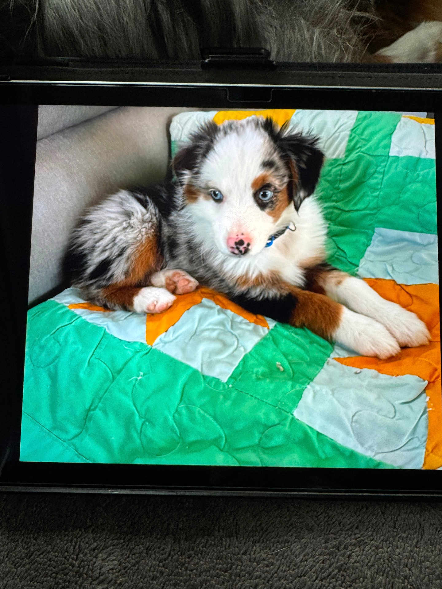 Velcro is registered to the contest to win money with this photo: puppy, dog, pet, blanket, quilt, paw, nose, blue_eyes, fur, tricolor, couch, indoor, bedding, fabric, portrait, tablet, screen, black_border, cute, resting
